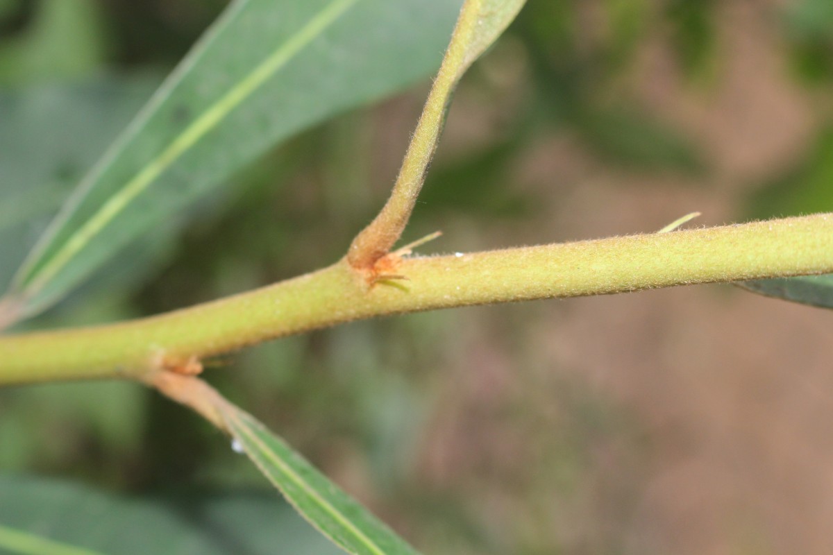 Madhuca clavata Jayas.